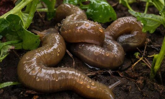 Слизни, берегитесь: Сочетаю 5 методов на даче - и ни 1 паразита не наблюдаю