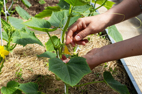 Бросаем 1 горсть семян огурцов в грядку: Сочные зеленцы едим всё лето - 3 обалденных сорта