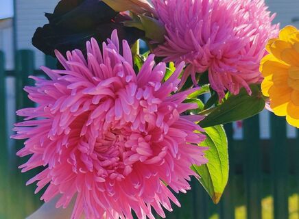 Городовой ру