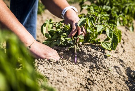 3 компонента в лунку при посадке – и картофель прет как танк: отменные клубни, собираю по 1,5 кг с куста
