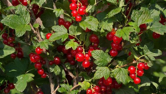 Старый куст смородины снова завалит вас урожаем: простой способ, о котором молчат