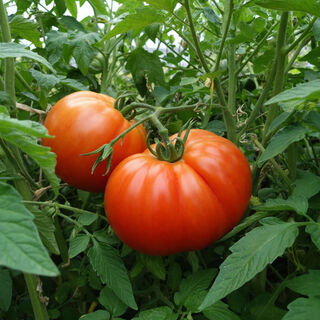 Из 100500 сортов сажаю 1 – и кайфую все лето: плоды шпарит как передовик, томаты по 300 гр. и слаще рахат-лукума