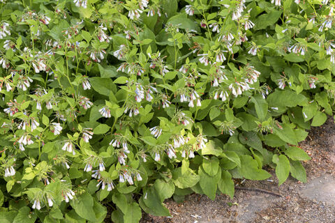 До первых овощей – милое дело: после 20 апреля сажаю бураго: в мае – салат, в августе – букет