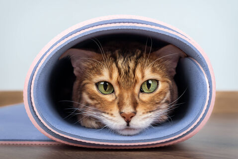 Кошки, которые легко поддаются дрессировке - всего 3 породы: обладают невероятной сообразительностью