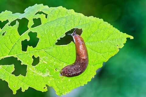 Один трюк из СССР — и слизни сгорели на глазах за 2 дня: без вредной и дорогой химозы — все под рукой