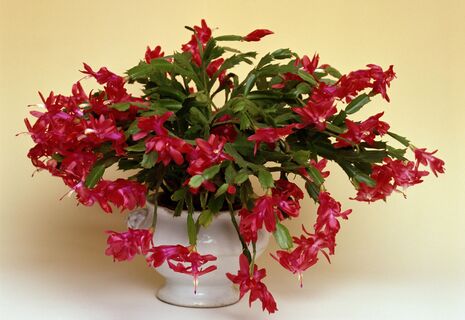 Добавляю ложку подкормки — и декабрист взрывается ярким букетом роскошных цветов: секрет прост