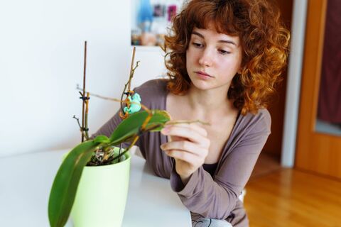 Не вздумайте сделать это с орхидеей в марте: угробите растение — ошибка 80% цветоводов