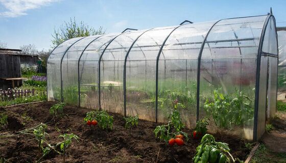 Не теряйте март: что срочно сеять в теплице прямо сейчас, чтобы получить урожай раньше всех