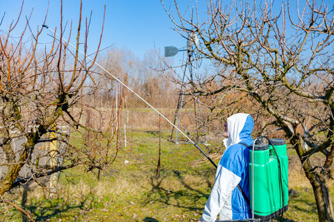 Чем обработать яблони и груши от монилиоза и вредителей ранней весной: вазелином или медью – биолог дала четкий ответ