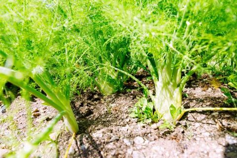 Как укроп, только лучше: как вырастить фенхель на даче – рекомендации агронома