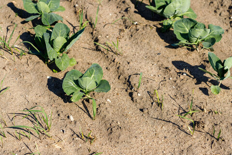 Ещё успеваете: Когда сажать капусту на рассаду в марте 2026 года