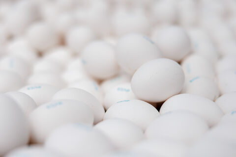 Как ленинградские яйца кормят полмира: итоги птицеводства от Ленобласти