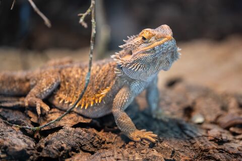 Курица, свинья и ежи: каких экзотических животных предпочитают заводить петербуржцы