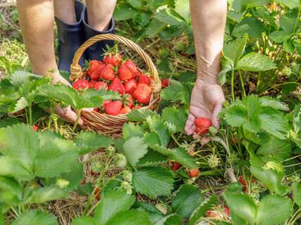 2 ложки на 10 л. – и клубники нарастет тьма: ягоды будут размером с кулак и сладкие, как мед – не подкормка, а "живая" вода 
