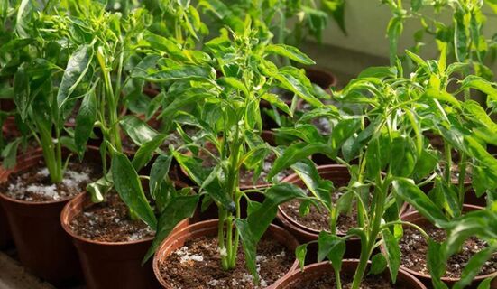 Вносить или нет: Когда нужно подкармливать перец после пикировки - совет агронома Радзевской