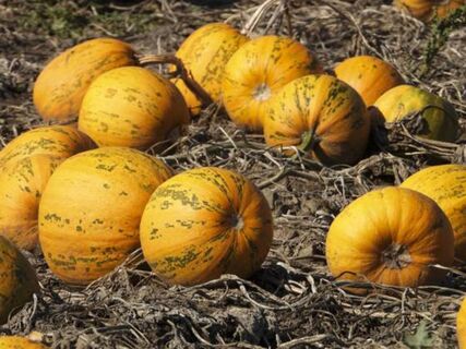 Не тыквы – а украшение участка: эти 5 сортов завалят урожаем с головы до ног – выглядят необычно и на вкус волшебны