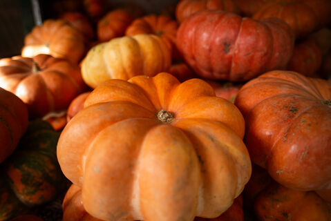 Из 100500 сортов тыквы выбрала 7: Нежная, сладкая - огромные плоды даёт даже в Сибири