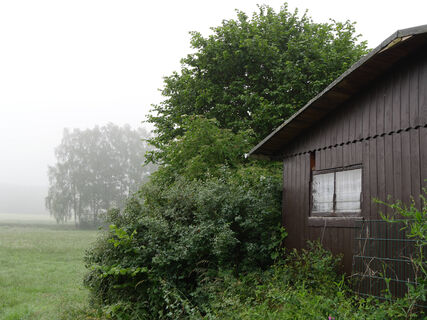 Посадите эти деревья рядом с выгребной ямой – и забудете об откачке: работают круглый год – экономят десятки тысяч