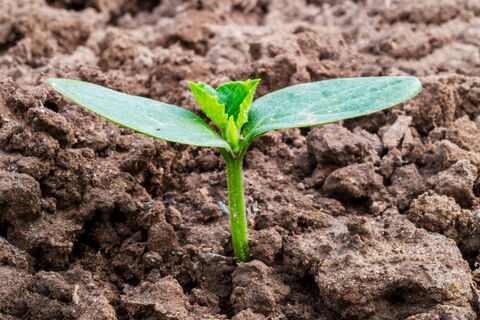 Народные приметы для посева огурцов в грунт - точнее не бывает: превзойдут любые Лунные календари и прогнозы погоды