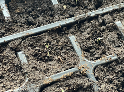 На какой день должны взойти томаты: ждать 5 дней или 2 недели – точный ответ для тех, кто на грани паники