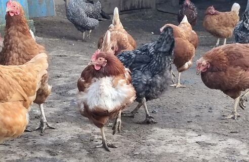 Если куры лысеют - срочно: 2 г в корм - и несушки как с обложки журнала, обрастут шубкой на глазах 