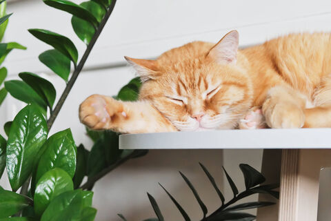 Как отучить кошку есть комнатные растения - без криков и запугивания: эффективность в первые секунды