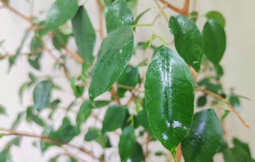 С февраля по апрель фикусу Бенджамина - вместо воды: 1 ложка на литр - и зеленая шевелюра лезет на глазах, обрастет весь за 3 дня 