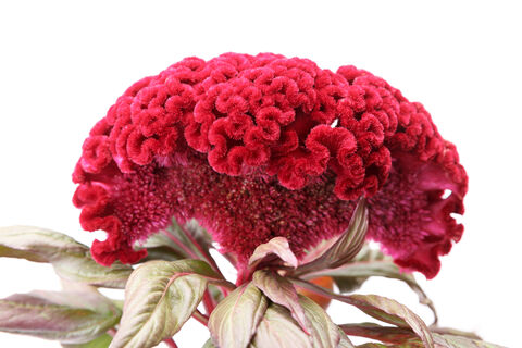 Не клумба, а рубиновый ковер: какие красные однолетники должны быть на каждом участке - краше роз и пионов