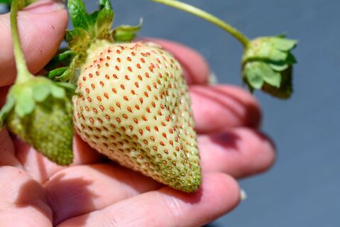 Ягоды не похожи на обычные ни вкусом, ни цветом Ягоды не похожи на обычные ни вкусом, ни цветом