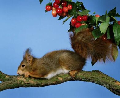 Смазали ствол "пахучкой" – и муравьи забыли про походы на дерево: вишни и яблони спасены на все лето