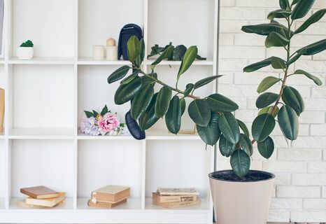 Опрыскиваю этой смесью каучуконосный фикус — и он разрастается до невиданных размеров: кустится только так