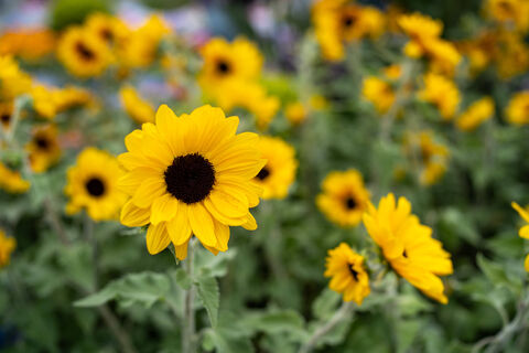 Щеглы и воробьи слетятся со всей округи: сажаю 1 цветок - пернатых как магнитом тянет 