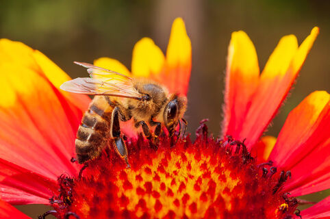 7 самых быстрорастущих цветов – сеем прямо сейчас – в июне сад утонет в ярких красках 