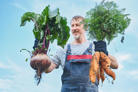 1 хитрость при прореживании моркови и свеклы – овощи растут в 2 раза лучше: собираем крупные корнеплоды, а не мелкие "кривульки"