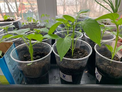 Вытянувшаяся рассада — не приговор: 7 шагов к спасению растений — советы Вероники Поливкиной