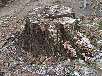 Нужны соль и свеча: как за день выкорчевать пни на участке - шириной в два обхвата и то сдаются