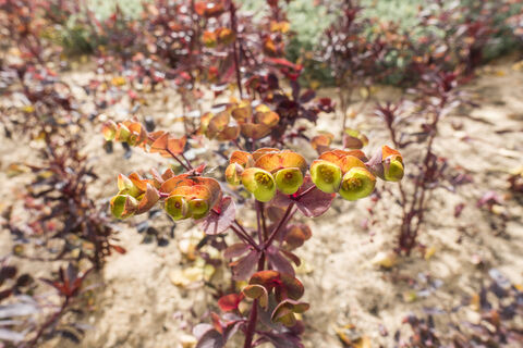 Не многолетник, а мечта: неприхотлив, цветет 3 месяца подряд, аромат на 2 км в округе
