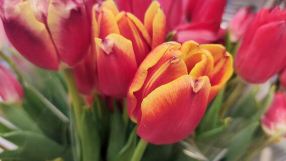 Пара надрезов и в кипяток: хитрый трюк заставит тюльпаны стоять в вазе до лета - лайфхак к 8 Марта 