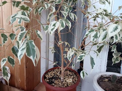 Нервный срыв фикуса Бенджамина: почему у растения стали опадать листья - 6 причин