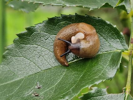 Не избавит от слизней: 3 вредных совета по борьбе с моллюсками — так можно погубить огород