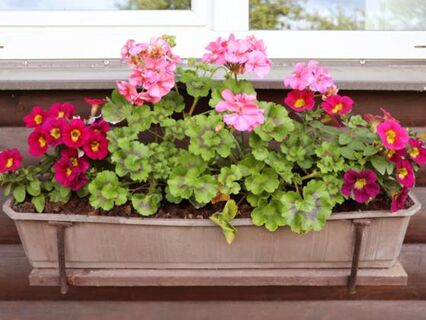 В конце февраля — самое время: как понять, что герань пора пересадить — сигнал SOS из горшка