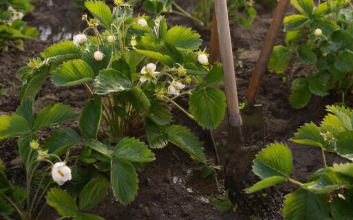 Трачу на клубнику 1 час в апреле: Отдыхаю потом весь сезон - ягод-огромное море