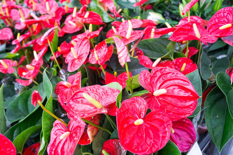 В апреле антуриуму – важнее влаги: 3 ложки в воду – и алые бутоны попрут как угорелые, один за другим  