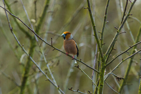 Почки яблони и груши не распускаются даже в мае? Как пробудить «спящую красавицу» – рассказывает эксперт