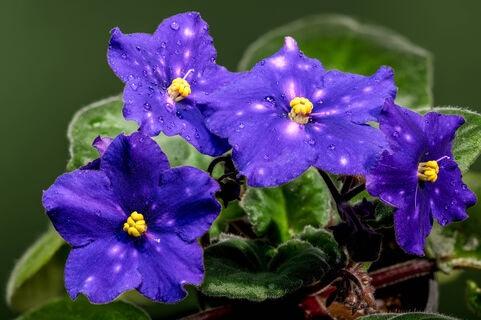 1 ложка в воду - и фиалка цветет 365 дней в году: пышность зашкаливает - словно облако, а не растение