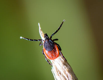 Избавилась от клещей за 1 час – ни одного паразита на участке: 3 способа выметают "ползунов" подчистую