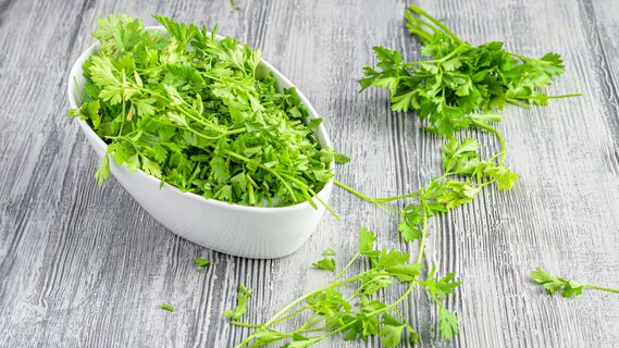 Кинзу не любят из-за специфического запаха
