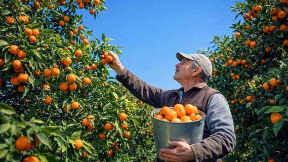 Сбор мандаринов