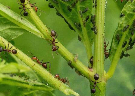 Настоящий защитник огорода: Сажаю 1 растение - разгоняю муравьев, "колорада" и тлю