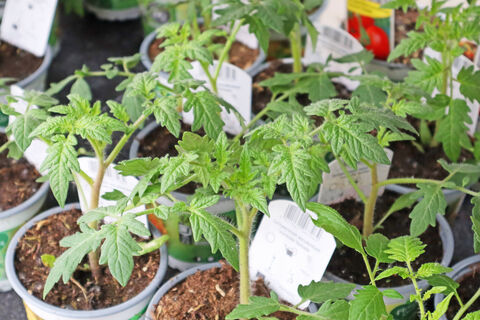 4 ошибки – и помидоры скривятся и сморщатся: как получить идеально ровные томаты – хоть в рекламе снимай